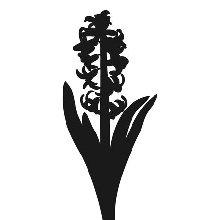 Blooming Hyacinth Plant Spring Flower Silhouetteのイラスト素材