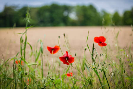 Red poppy flowers in a field.の写真素材