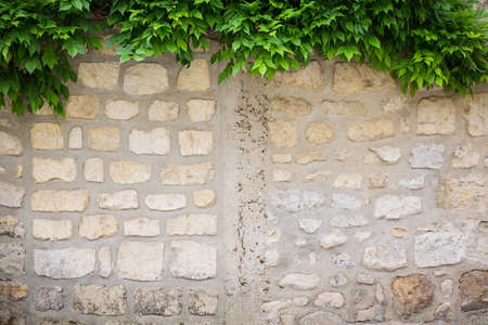 Climbing plant, green ivy growing on antique brick wall of old house
