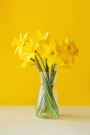 Daffodils flowers standing in a transparent vase against yellow wallの写真素材