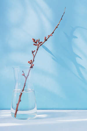 dry apple branch with buds in a vaseの写真素材