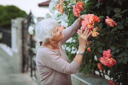 Elderly woman admiring beautiful bushes with colorful roses.の写真素材