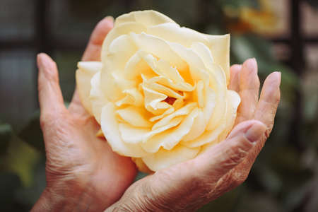 Elderly womans hands holding beautiful yellow rose.の写真素材