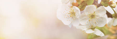 Fresh beautiful flowers of the apple tree