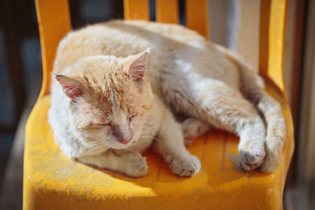 Red stray cat sleeps on a chair outdoorsの写真素材