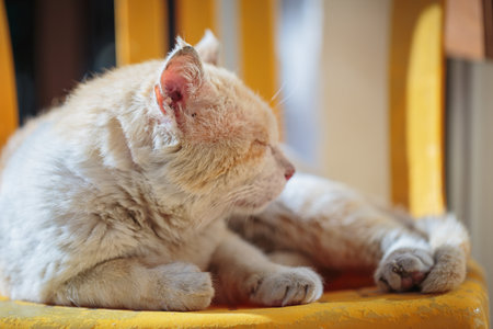 Red stray cat with a shabby muzzle sleeps on a chair outdoorsの写真素材