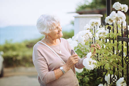 Elderly woman admiring beautiful bushes with white rosesの写真素材