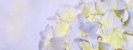 Spring Nature background with blooming hydrangea flowers