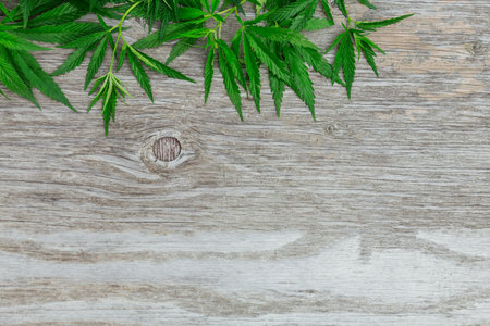 Top view of green cannabis leaves border on old wooden background with copyspace for textの写真素材