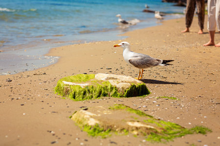 Seagull standing on the sandy shoreの写真素材