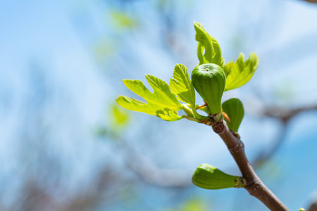 Fig tree sprouts and green figs in spring sunny weatherの写真素材