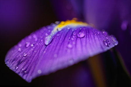 Greeting card or web design with purple iris petals with dropsの写真素材