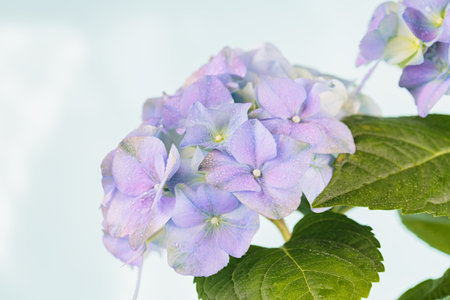 Beautiful Spring Nature background with blooming hydrangea flowers. Hortensia Flowers macro closeup for website or Web bannerの写真素材