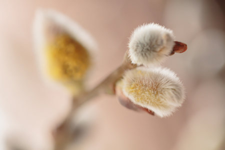 Close up macro photography of willow branches with catkins in the room on beige background. Elegant...