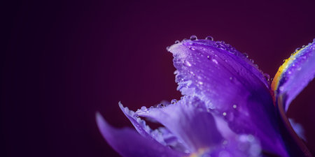 Panoramic long banner with beautiful macro shot of purple iris flowers with water drops on petals on...
