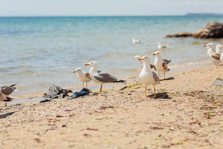 Group of several seagulls walking along the coastline of sandy beach on the Black Sea coast. Beautiful rocky seascape with waves splashing on the shoreの写真素材