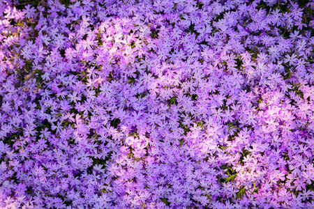Beautiful spring floral background
