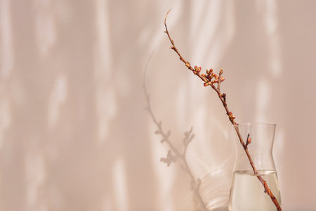 Composition in the style of minimalism. A dry apple branch with buds in a vase on a natural background with shadows and sunshineの写真素材