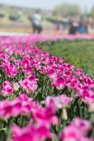 Spring background with blooming tulip field. Beautiful blossom pink tulips flowers fieldの写真素材