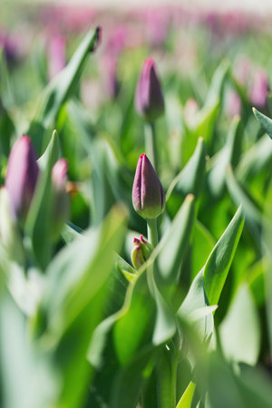 Spring background with blooming tulip field. Beautiful blossom purple tulips flowers fieldの写真素材