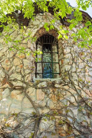 Climbing plant or green ivy growing on stone wall of old churchの写真素材