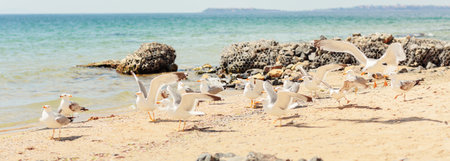 Group of several seagulls walking along the coastlineの写真素材