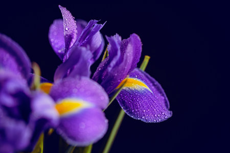 Close up photo of iris flower with drops on dark background