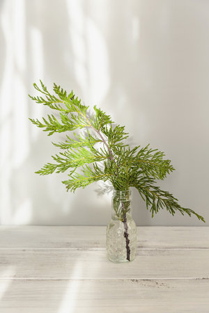 Minimalist Christmas decor with Cypress branchesの写真素材