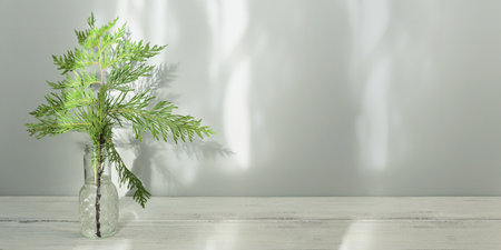 Minimalist Christmas decor with Cypress branchesの写真素材