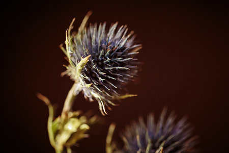 Thorn plunt with dew drops on needles on blurred dark backgroundの写真素材