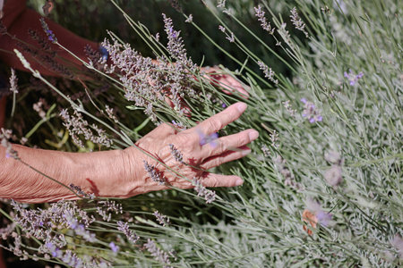 Unrecognizable senior woman caring lavender flowersの写真素材