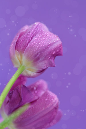 Greeting card or web design with tulip flowers with macro detail. Beautiful violet flower with water droplets on petals on purple background. Shallow depth of fieldの写真素材