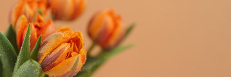Beautiful orange flower with water drops on petalsの写真素材