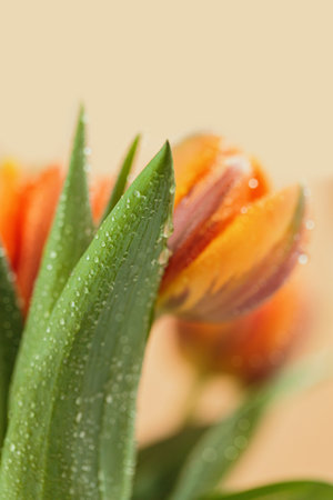 Greeting card or web design with tulip flowers with macro detail. Beautiful orange flower with water droplets on petals on beige background. Copy space for textの写真素材