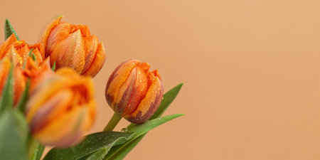Greeting card or web design with tulip flowers with macro detail.の写真素材