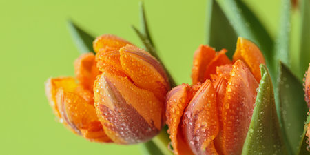 Detailed view of cluster of bright orange tulip flowers