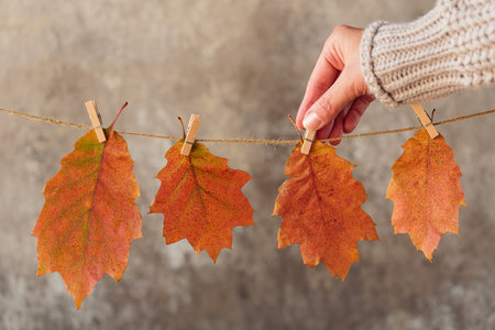 Homemade garland of colored autumn leavesの写真素材