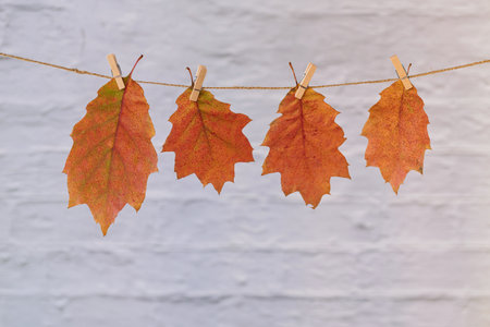 Homemade garland of colored autumn leavesの写真素材