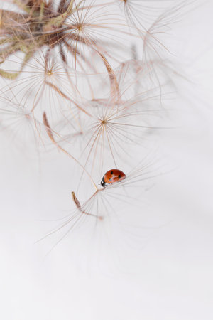 Ladybird on fluffy Dandelion on light backgroundの写真素材