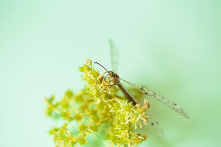 Dragonfly on Yellow-Green Flower with Light Green Backgroundの写真素材