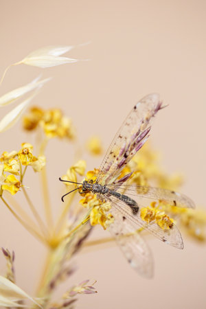 macro shot of a dragonfly balancing on a dried flowerの写真素材