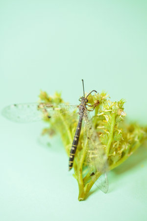 Dragonfly on Flower: A Harmonious Blend of Yellow, Green, and Natureの写真素材