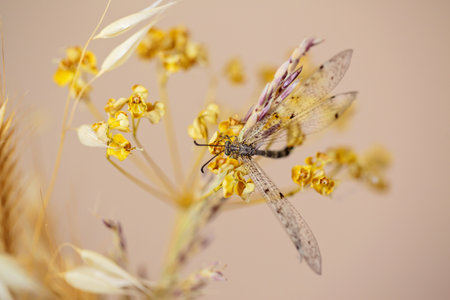 A dragonfly rests on a dried flower stemの写真素材