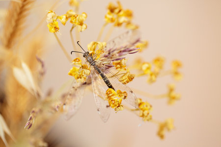 dragonfly quietly rests on a withered flowerの写真素材