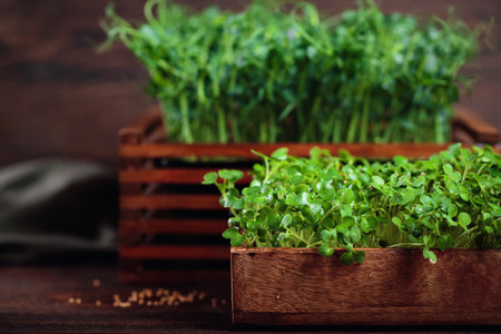 Mustard Microgreens Close-Upの写真素材