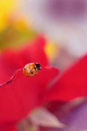 Natures Beauty: Ladybug on Roseの写真素材