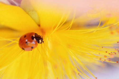 Closeup of a ladybird on a delicate yellow flowerの写真素材