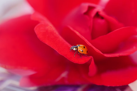 Closeup Ladybug on Flowerの写真素材