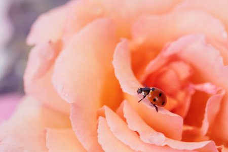 Ladybug on Pink Roseの写真素材