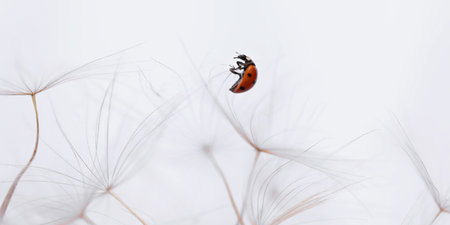 Ladybug on fluffy Dandelion on white backgroundの写真素材